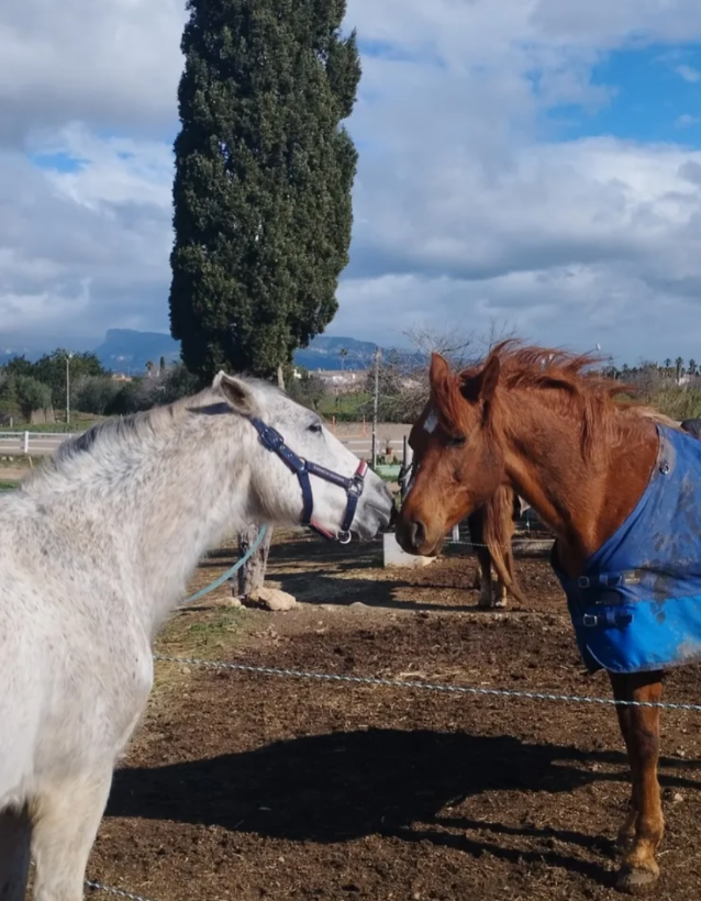 Momento Equus 5